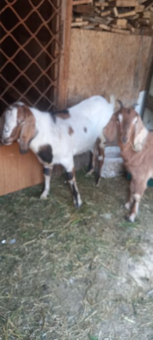 Pereche de anglo nubian