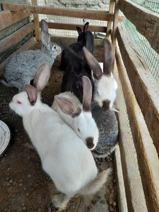 Zotdor duragay quyonlar xarxil ranglari bor katta kichigi xam