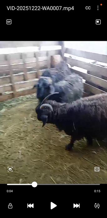 Продам        коз