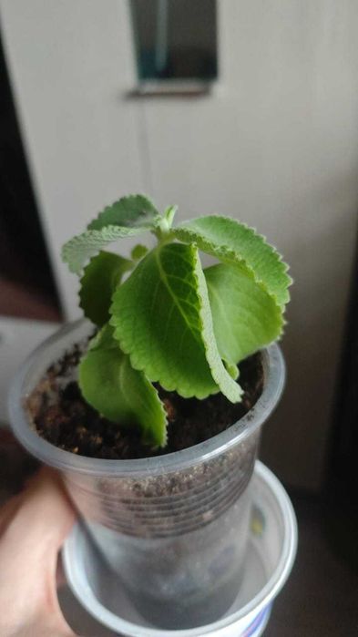 Продам мяту перечную