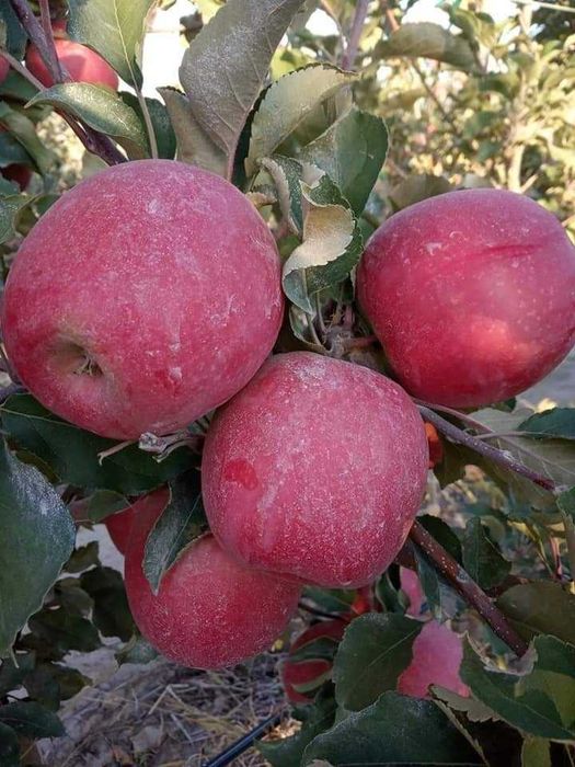 Mevalı köchatlar ıshonchlı va arzon