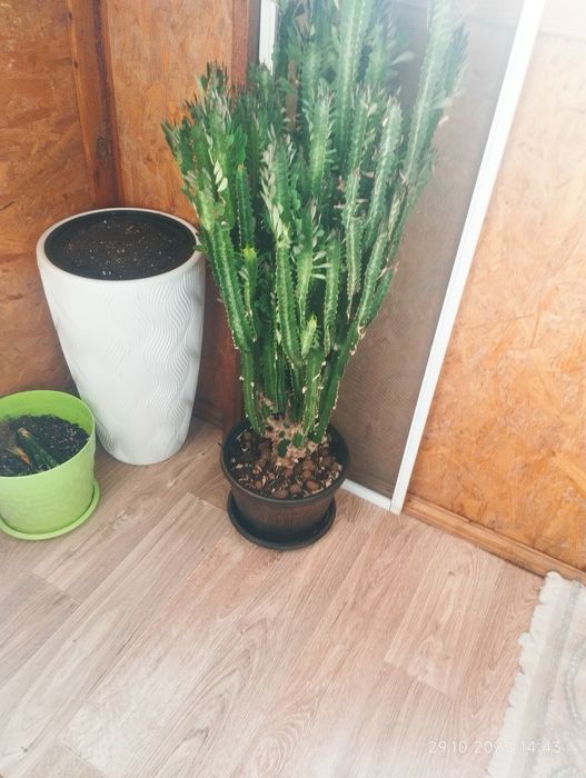 Продамм кактус .