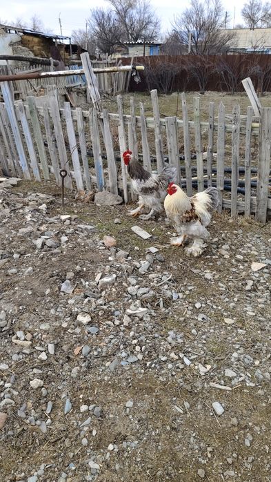 Петухи брамма огромные