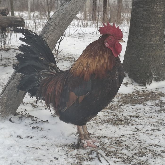 Pereche-cocoș, găină pitica americana