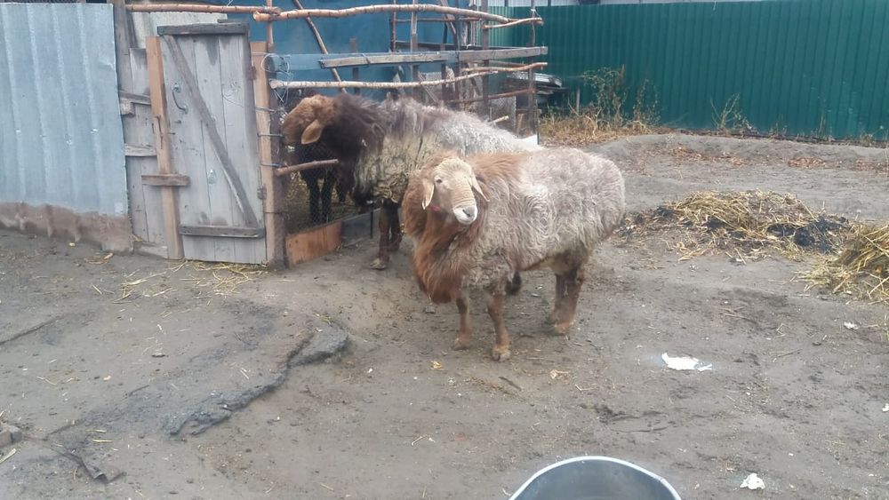 Продам баранов на откорме