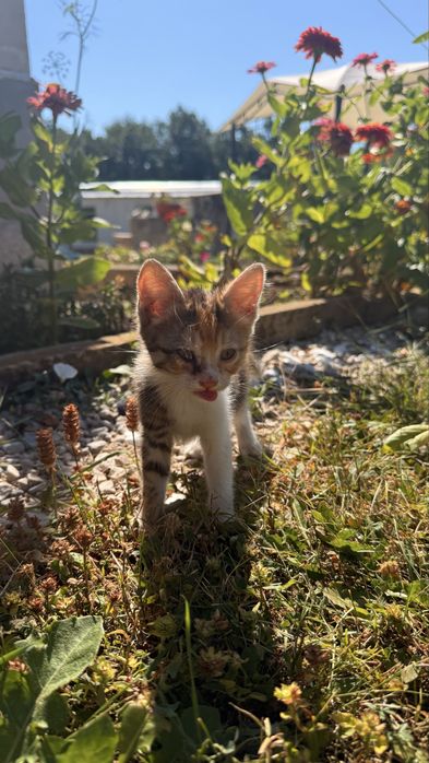 Подарявам малко коте