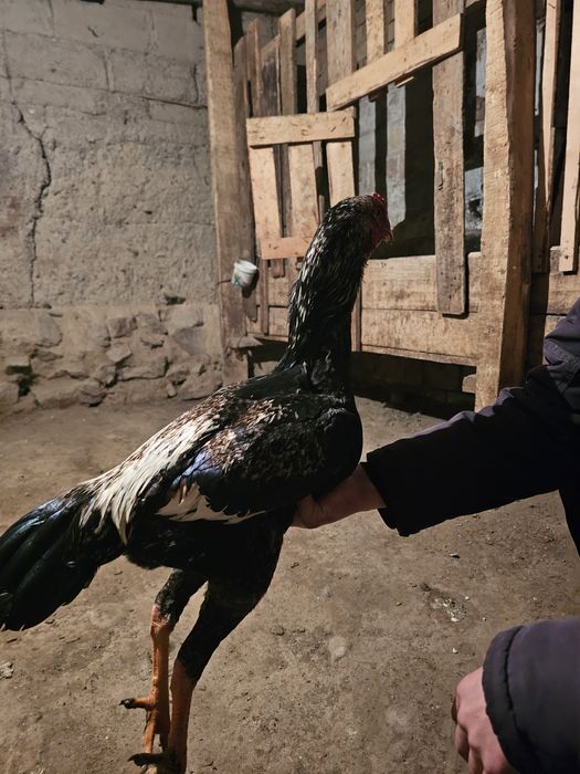 Продаю Бойцовыж Жужя