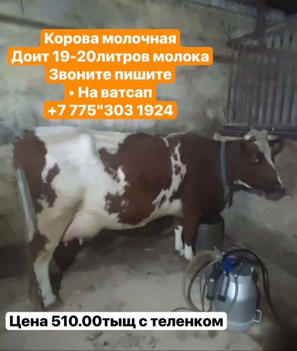Продам корову с теленком‘’’
