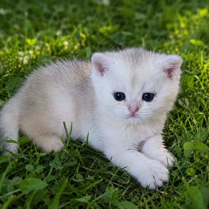 Продаются котята шиншиллы