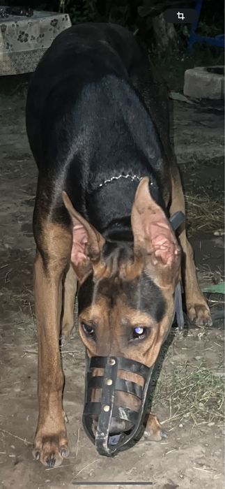 Вязка добермана. Кобель. 2 года