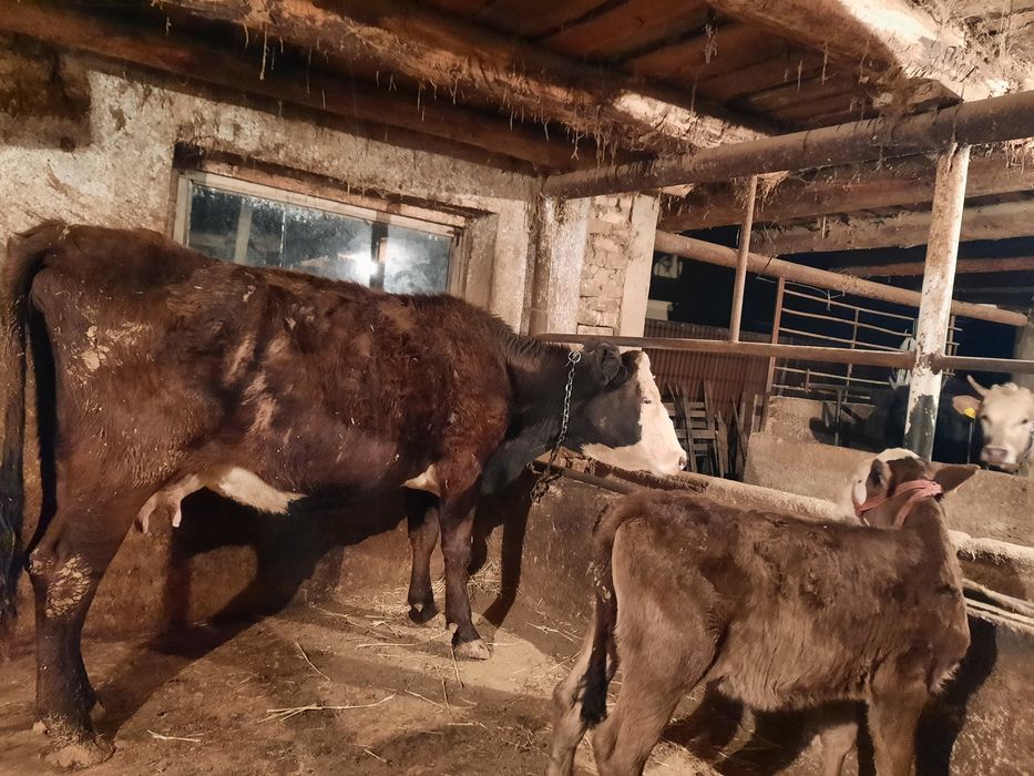 Сиыр сатылады урғашы бузаумен