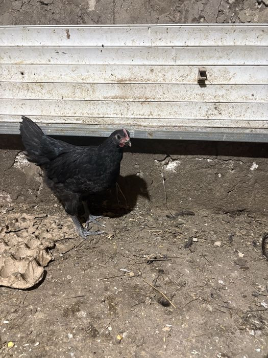 Черный австралорп