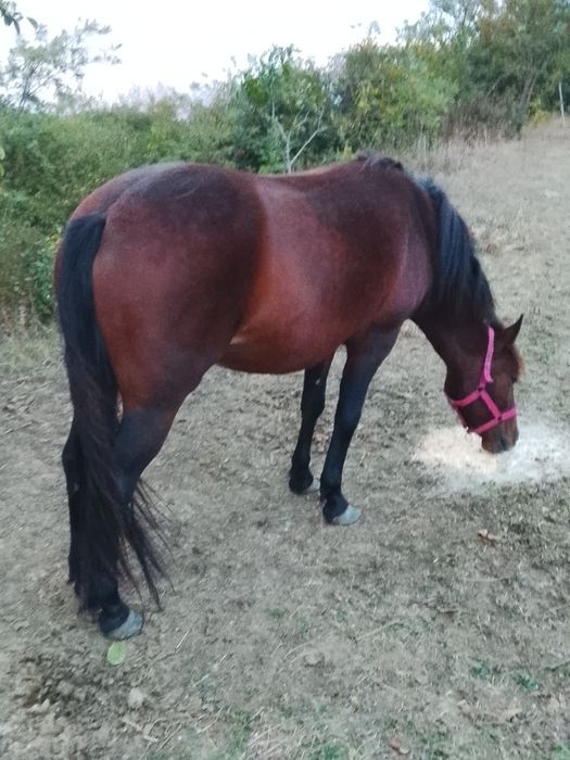 Mânză de 2ani de vânzare,manza este foarte blândă, nu a fost învățată la căruță