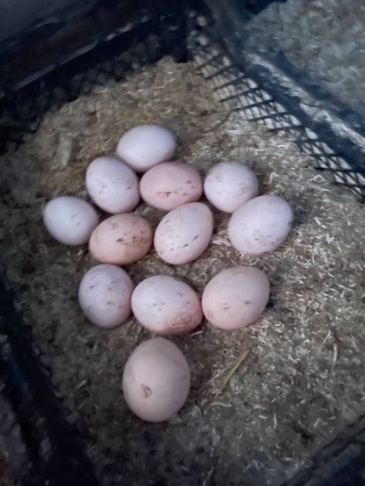 Domashniy tuhum (Домашний тухум)