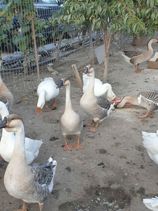 Vând gâște Africane și Chinezești