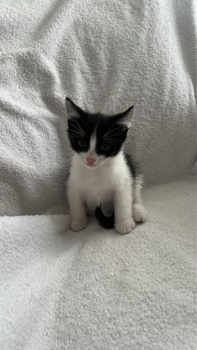 Отдам котят в добрые руки!