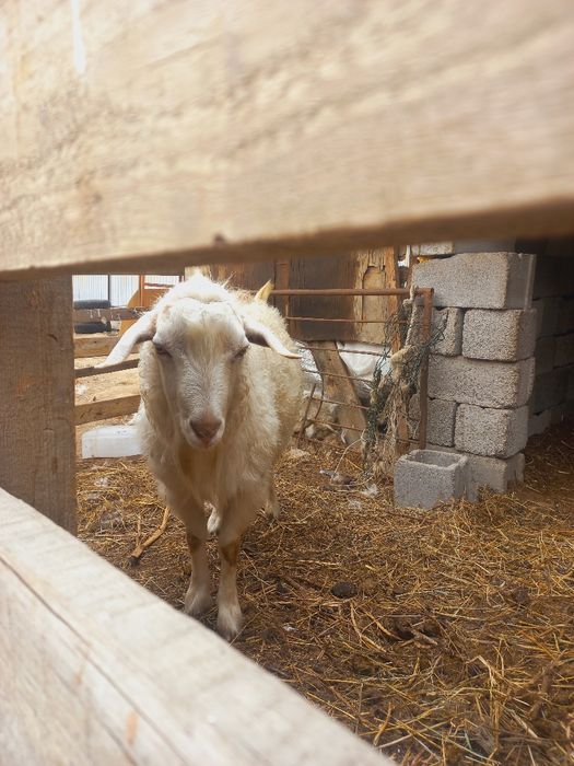 теке бір жарымда