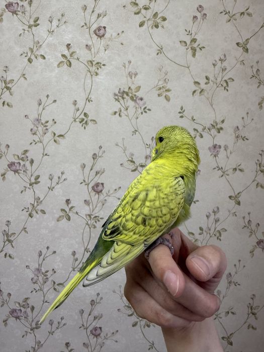 Spengl popugay/ Попугай Спенгл