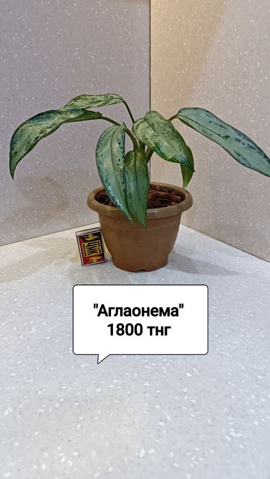 Цветы комнатные в горшках