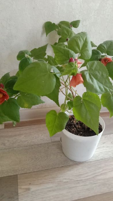 Абутилон в продаже