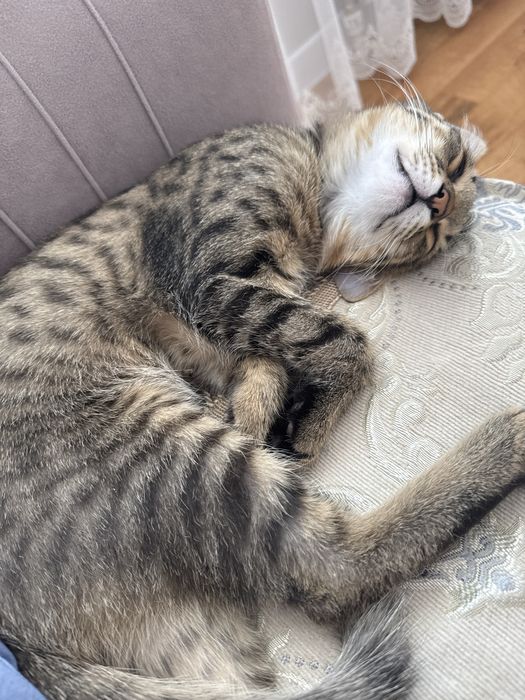 Отдам кота в добрые руки