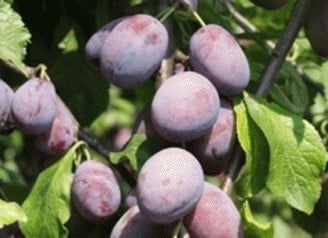 Pomi fructiferi pitici [Dwarf]soiuri de prun