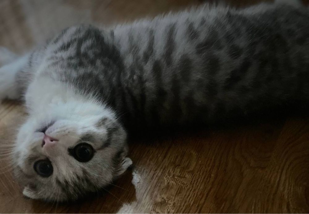 Продается кот порода шотланд