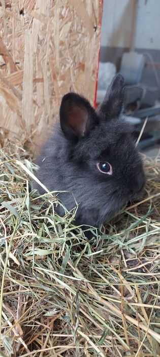 Iepuri pitici cap de leu