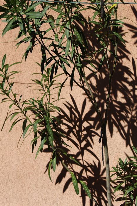 Leandru mare în ghiveci – Nerium oleander
