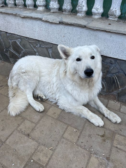 Ciobănesc alb elvețian