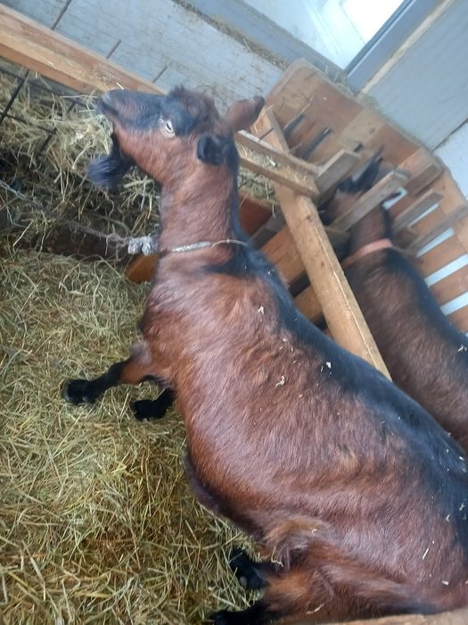 Capre bună de lapte gestație