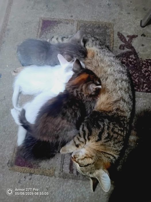 Отдам котят бесплатно срочно!!