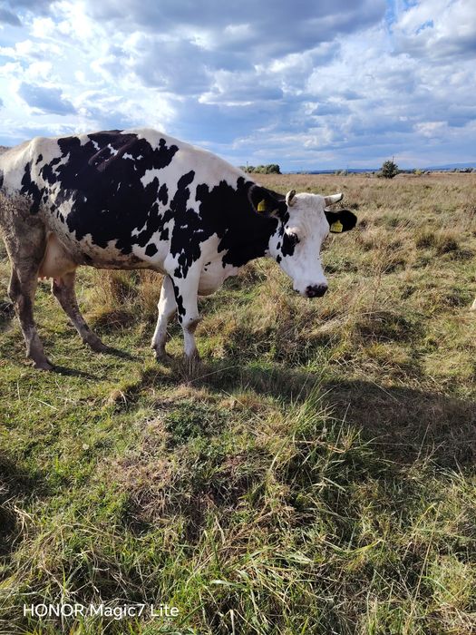 Vând vitele și junici holstein
