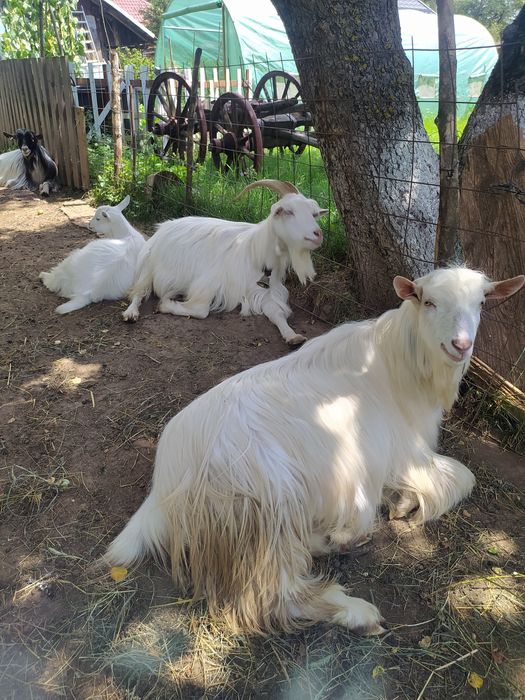 Schimb echipă de căprițe țapi ieduțe le dau pe nutreț sau alte animale