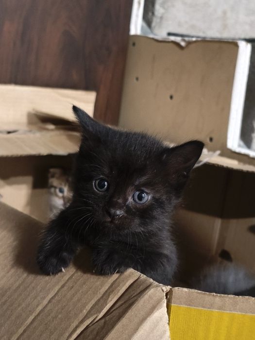 Котята ищят новый дом