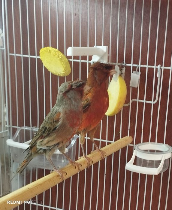 Канарейкала.  нарла сотилади. Тошкентда