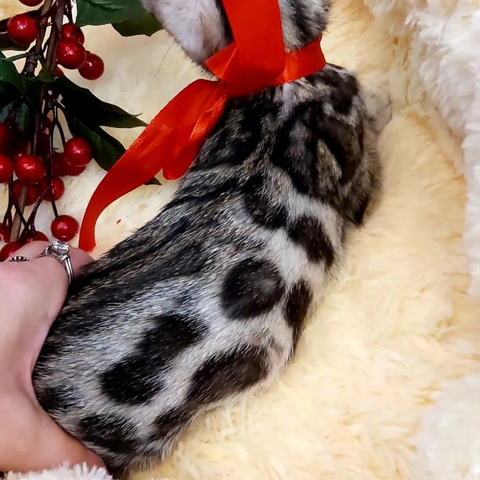 Бенгальские Серебряные "Барсы и Барсихи"