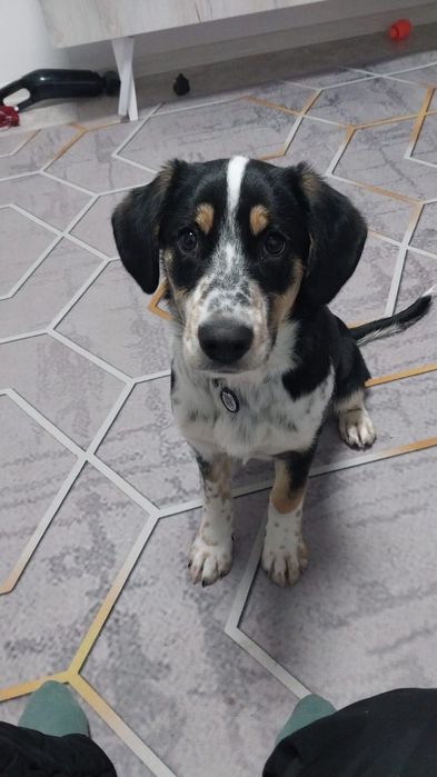 Собачка в добрые руки