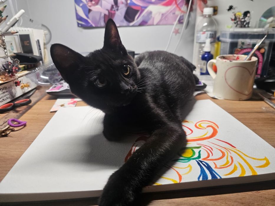 Котенок в хорошие руки