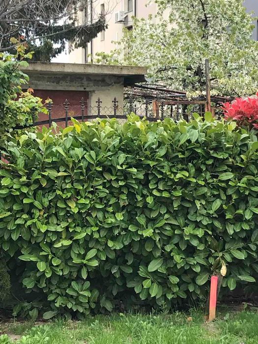 Продавам лавровишна