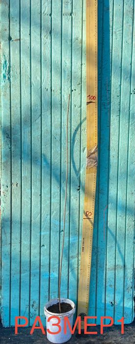 Нарове – селекция от много сортове с различни характеристики, дръвчета