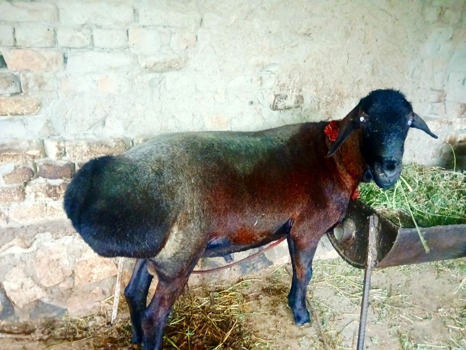 Qora qõchqor sotiladi