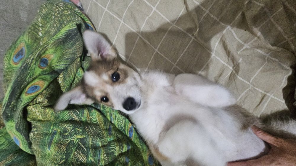 Отдам щенков в добрые руки