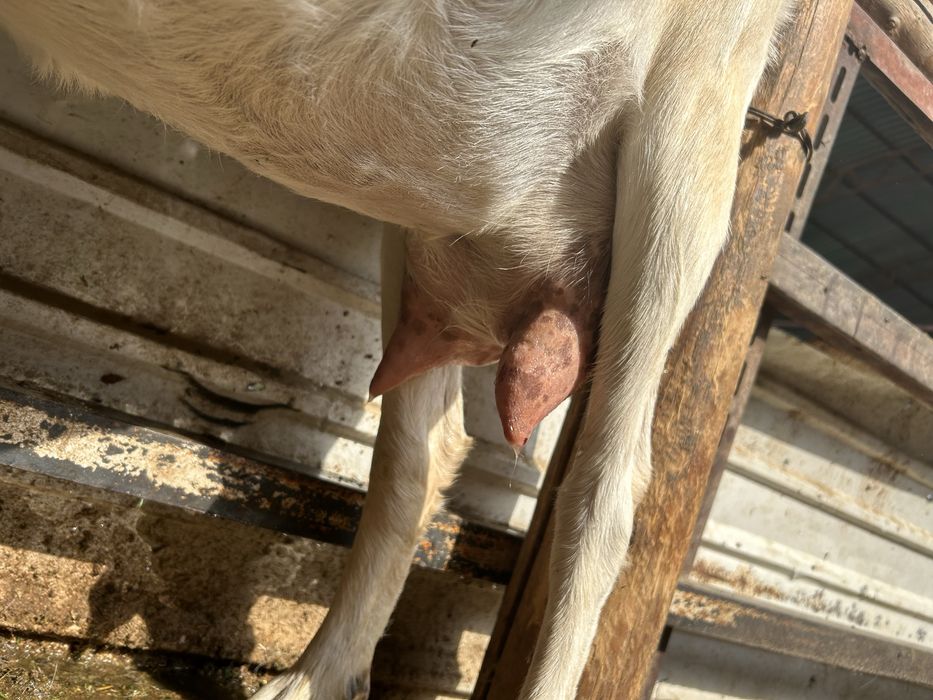 алпиский ешкилер лактар сатылады