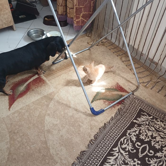 Отдам котёнка  в добрые руки
