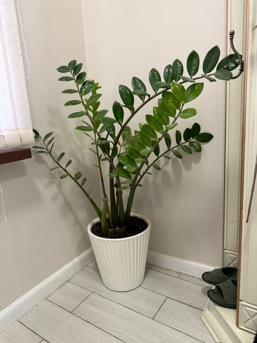 Замиокулькас / Долларовое дерево / Растение