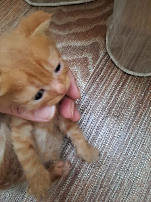 Бесплатно котята  2 месяца мальчики и девочки