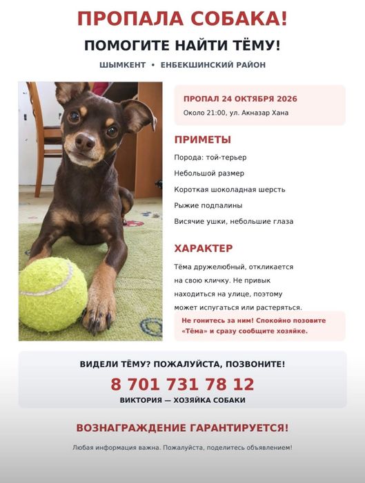 Пропала собака, 24 октября