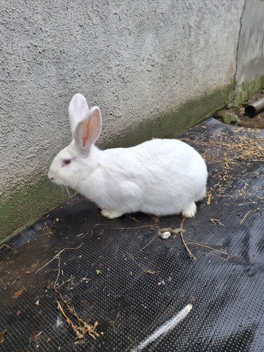 Iepuri rasă mare disponibili