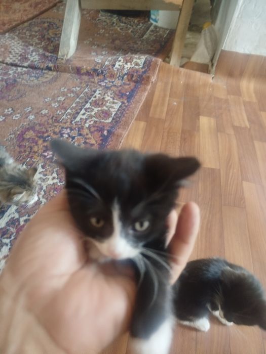 Котята 3 шт.молодняк